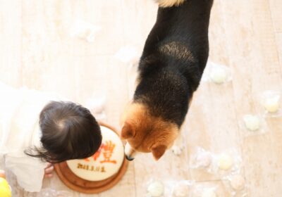 ＜1才バースデー＞柴犬のキリちゃん＜ケーキスマッシュ＞