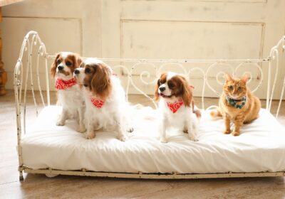 ＜家族撮影＞かわいい子たち　ワンちゃん＆ネコちゃん＜ペット撮影＞