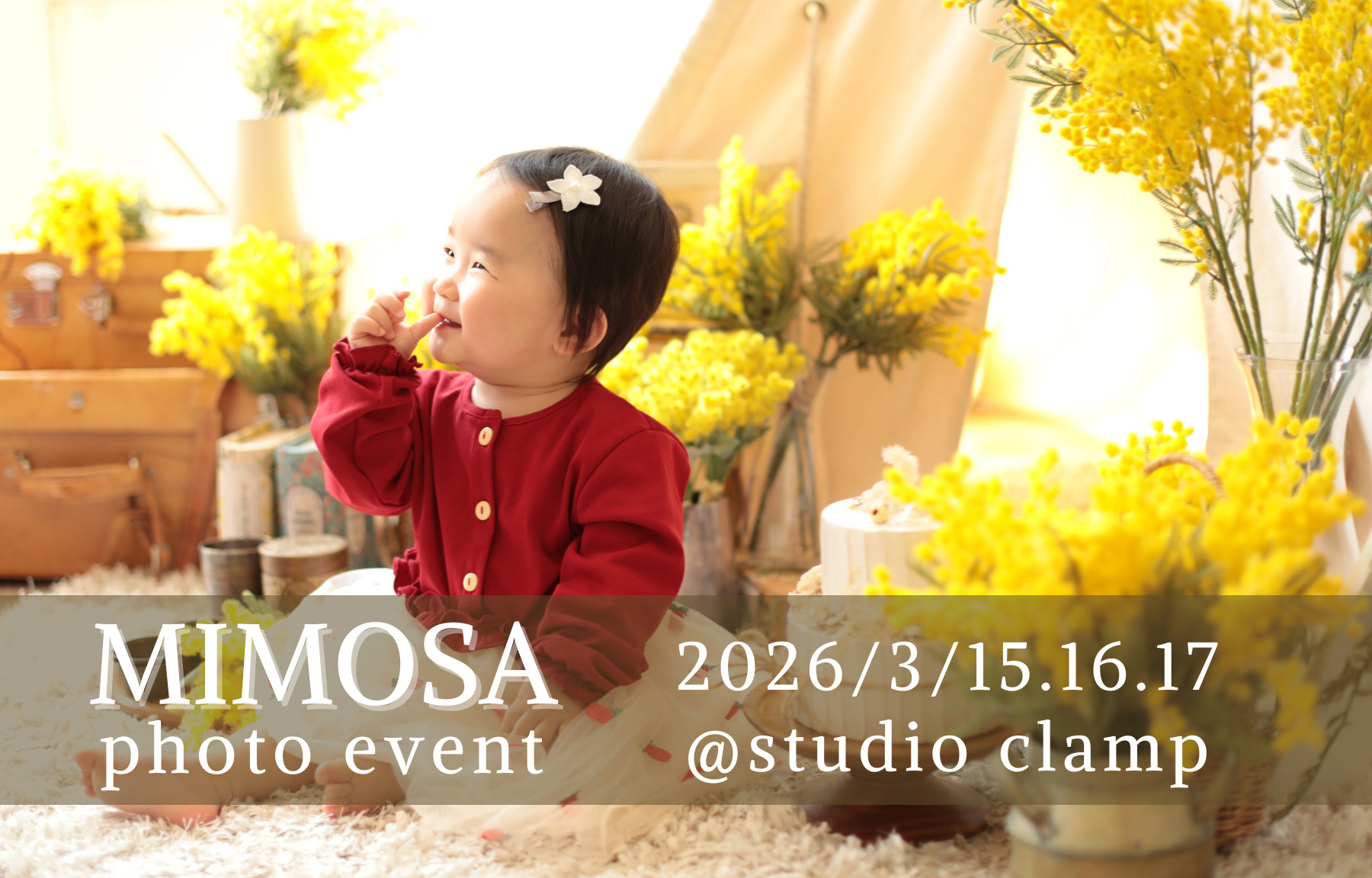 ミモザフォト