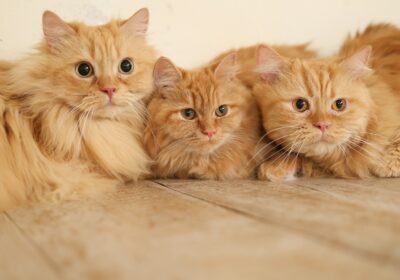 ＜ラガマフィン＞ペットバースデー増えてます＜猫ちゃん＞