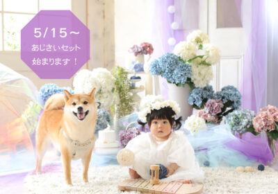 ＜季節のセット＞あじさいセット