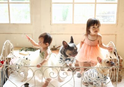 <ひまわり撮影>フレンチブル3匹＋姉妹！<1才誕生日フォト>
